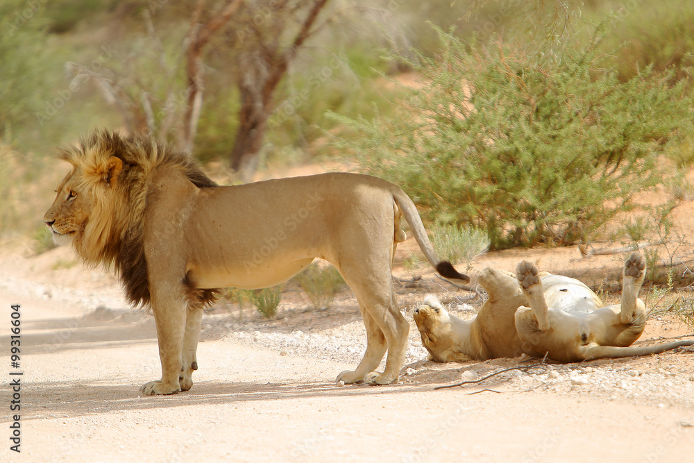 Lew afrykański Panthera leo (samiec i samica) Stock Photo | Adobe Stock