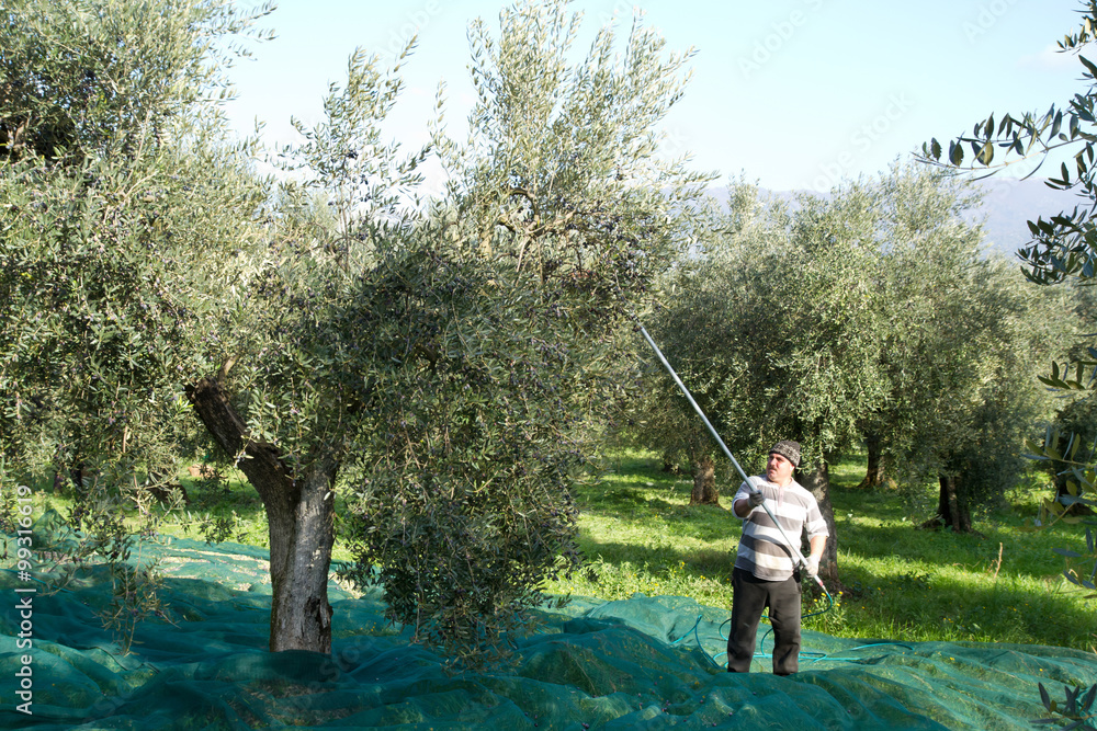 olive picking