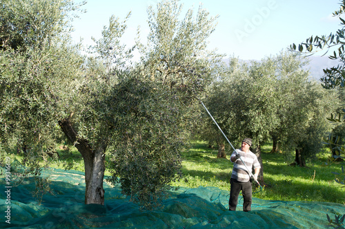 Obraz na płótnie olive picking w salonie