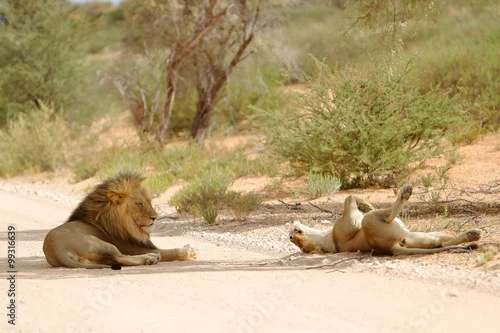 Obraz Lew afrykański Panthera leo (samiec i samica)