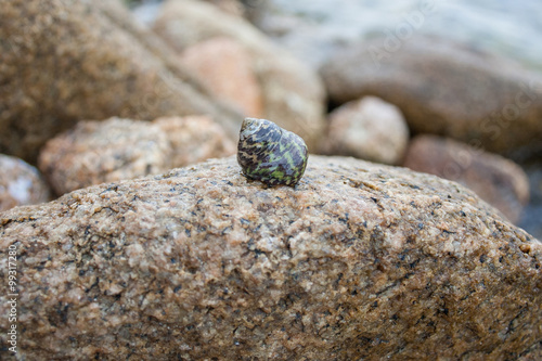Hermit crab on a granite stone. Sardinia (Italy)