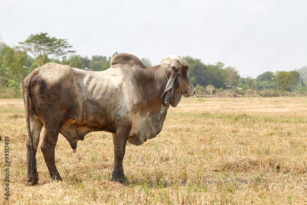The cow Thailand The cow Thailand
