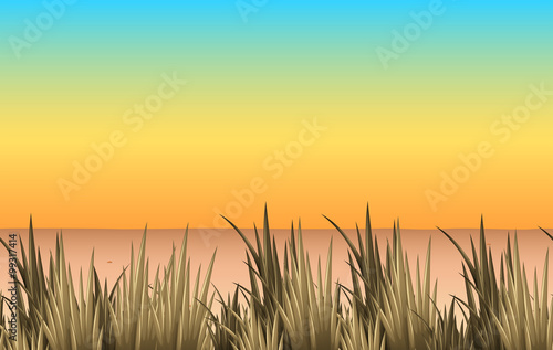 Nature scene with sand and grass