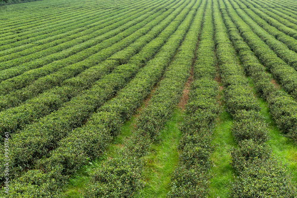 Green tea plantation
