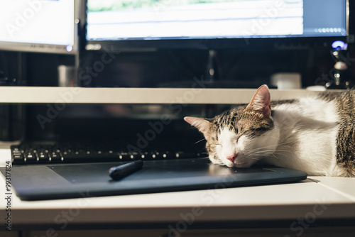 Fototapeta Naklejka Na Ścianę i Meble -  Pause at work: cat sleeping on keyboard