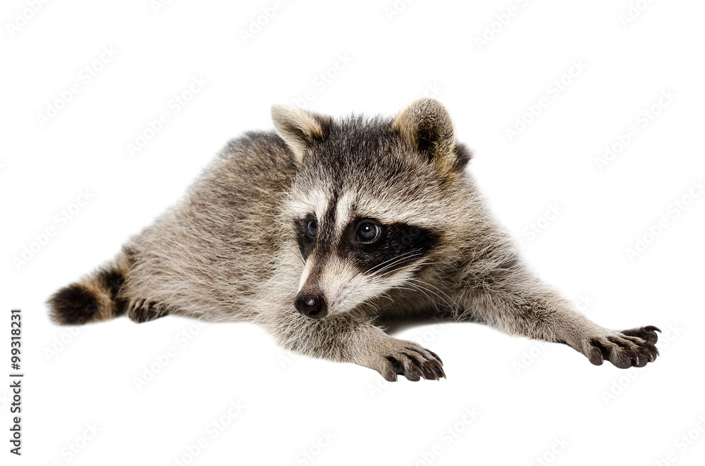 Portrait of a raccoon lying isolated on white background