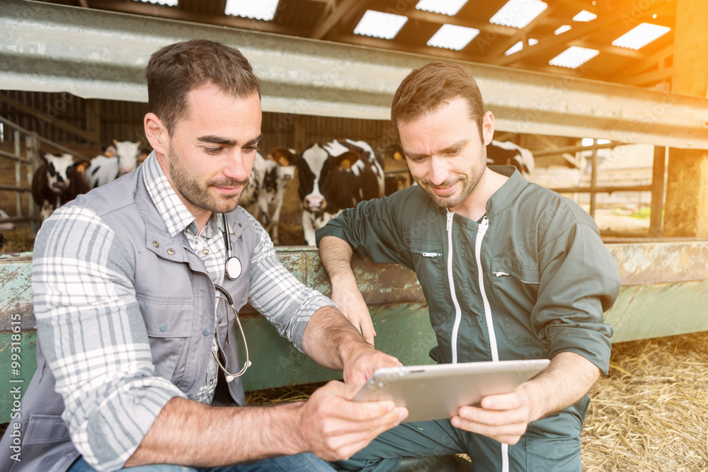 Farmer and veterinary working together in a barn Farmer and veterinary working together in a barn