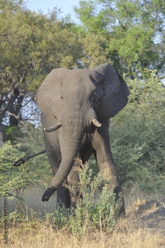 tentative d'intimidation vieux mâle éléphant Okavango Botswana