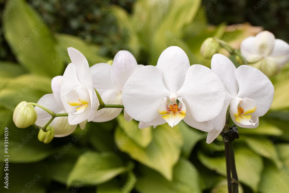 romantic white orchid romantic white orchid