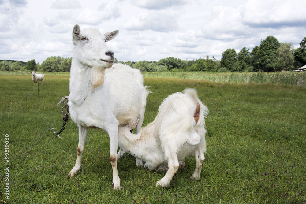 Summer bright sunny day goat kid feeding. Summer bright sunny day goat kid feeding.
