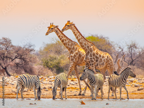 Giraffes and zebras at waterhole