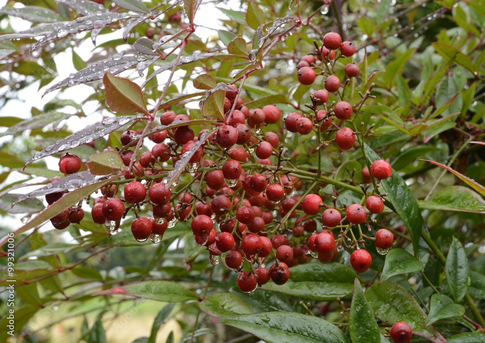 紅ナンテン 紅ナンテン
