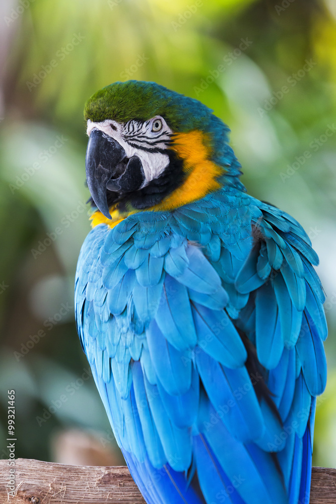 Blue Macaw on the nature, detail portrait