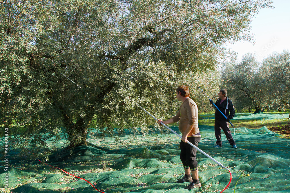 olive picking