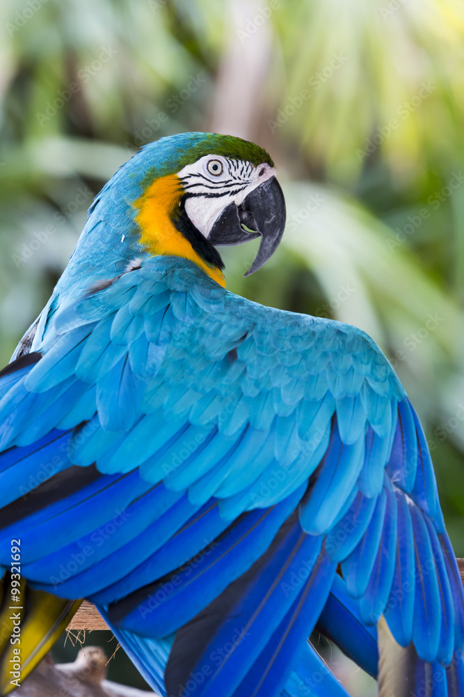 Fototapeta premium Blue Macaw on the nature, detail portrait