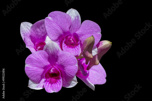 Orchid flower isolated  Clipping path