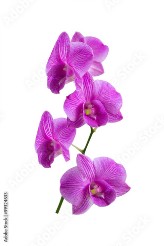 Orchid flower isolated  Clipping path