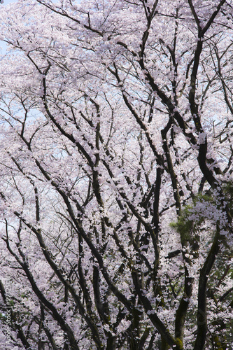 桜並木満開