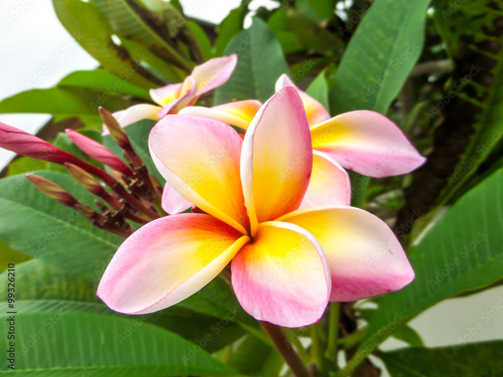 Plumeria white pink yellow Plumeria white pink yellow