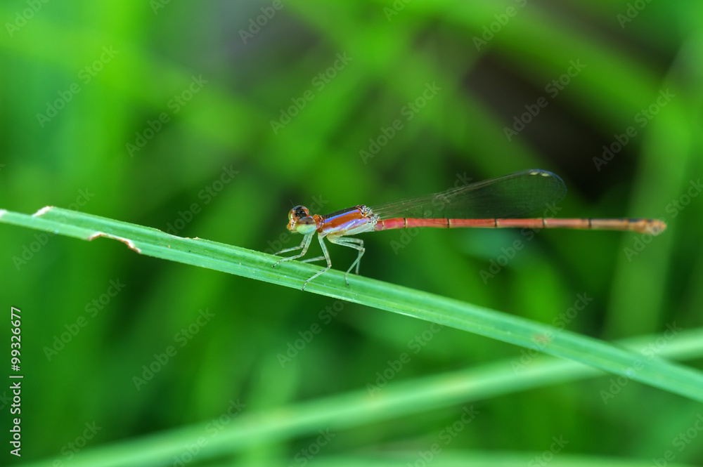 dragonfly outdoor on green leaf grass dragonfly outdoor on green leaf grass