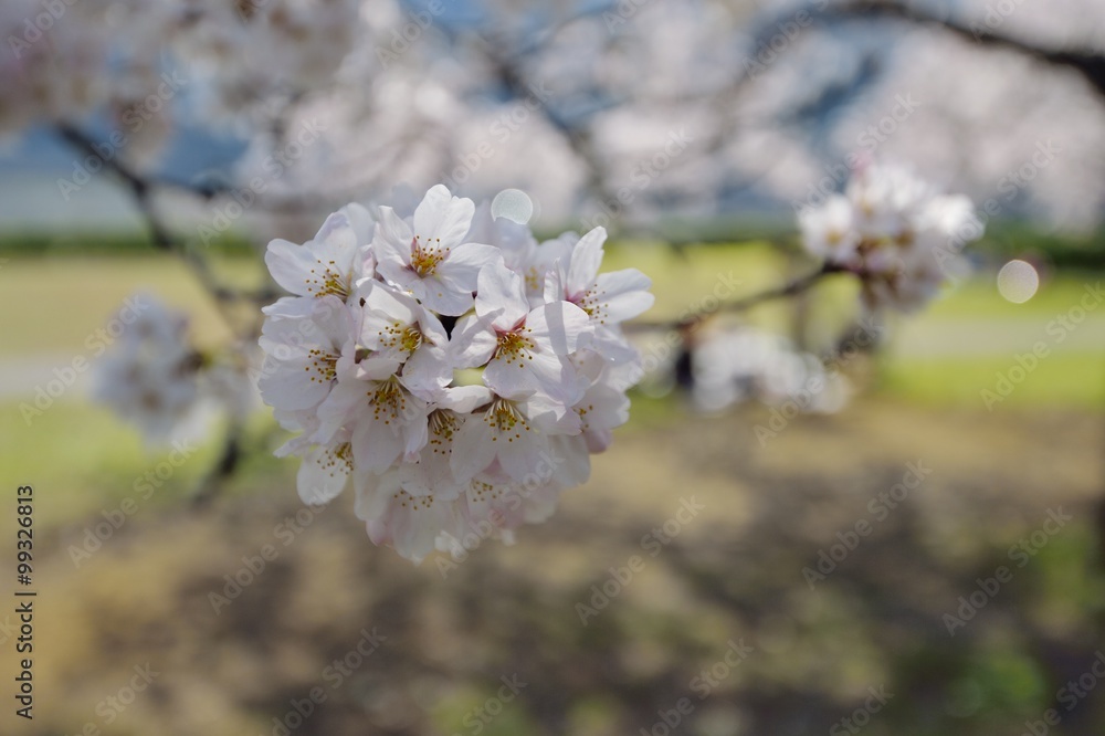 Obraz premium さくらの花