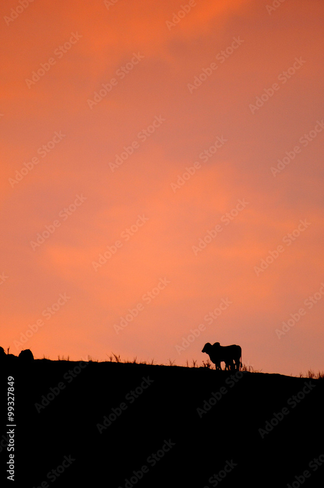 rural scene - Cattle silhouette