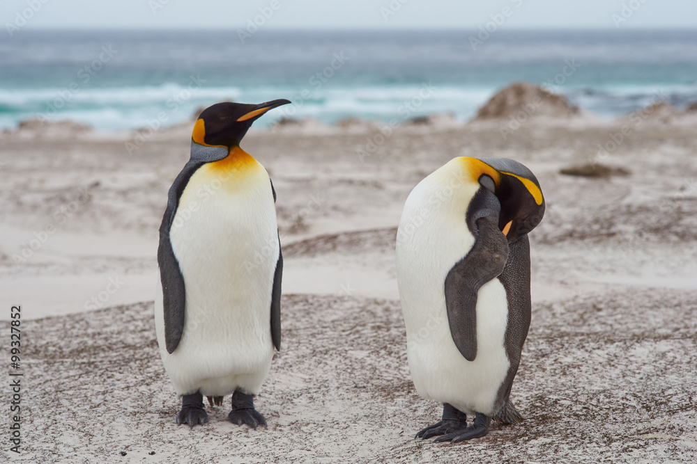 Obraz premium King Penguins (Aptenodytes patagonicus) standing on a sandy beach at Volunteer Point in the Falkland Islands. 