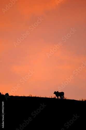 rural scene - Cattle silhouette