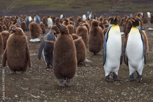 Adult King Penguins (Aptenodytes patagonicus) with nearly fully grown chicks at Volunteer Point in the Falkland Islands. 