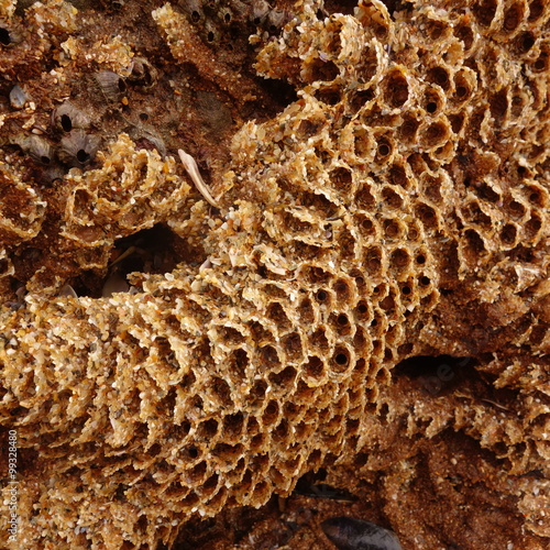 Honeycomb Worm Reef