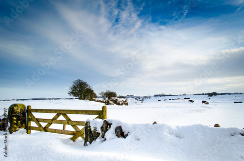 Snow covered Northumberland field and gate (ID: 99329297)