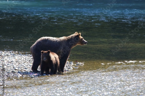 Grizzly Bear mother with cub