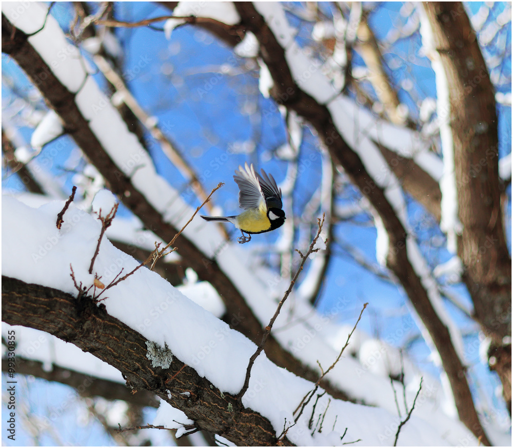 Flying titmouse on winter tree Flying titmouse on winter tree
