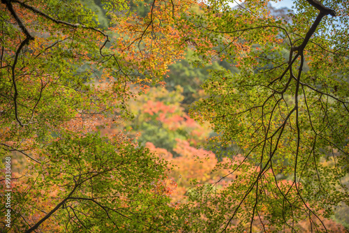 Maple tree in autumn