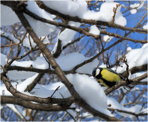  Flying titmouse on winter tree 