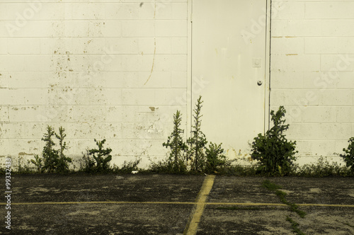 Wallpaper Mural Weeds along the Wall Torontodigital.ca