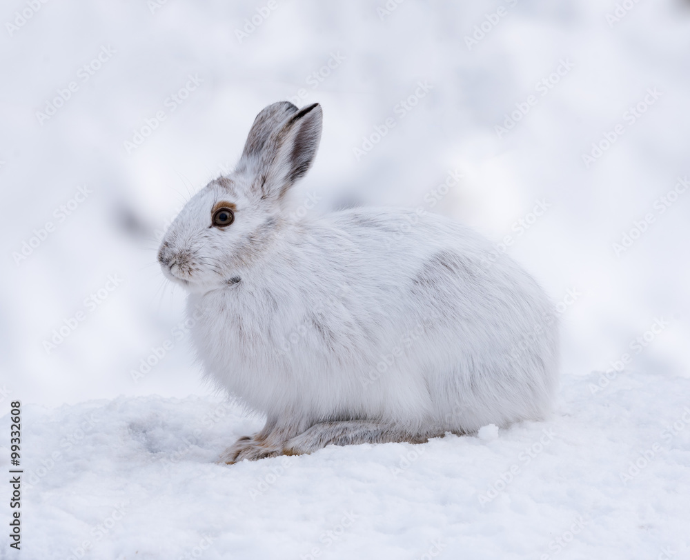 White Snowshoe Hare in Winter White Snowshoe Hare in Winter