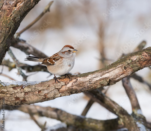 American Tree Sparrow in Winter