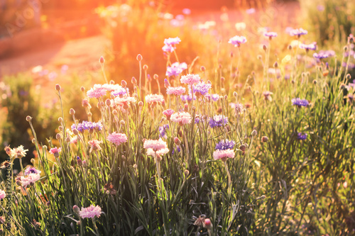 Beautiful flowers with sun lighting scene © mapichai