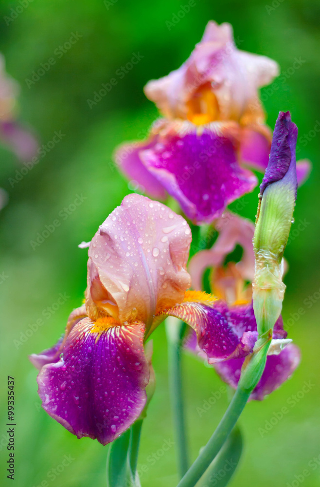 Fototapeta premium Flower of a violet iris after a rain. with water drops
