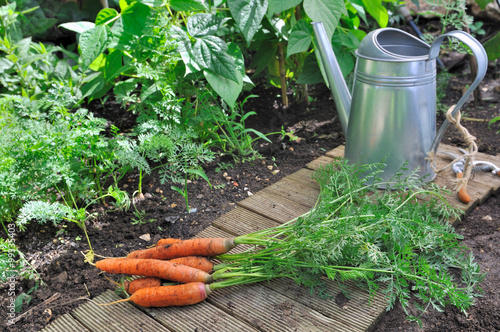 carottes fraîchement cueillies dans potager