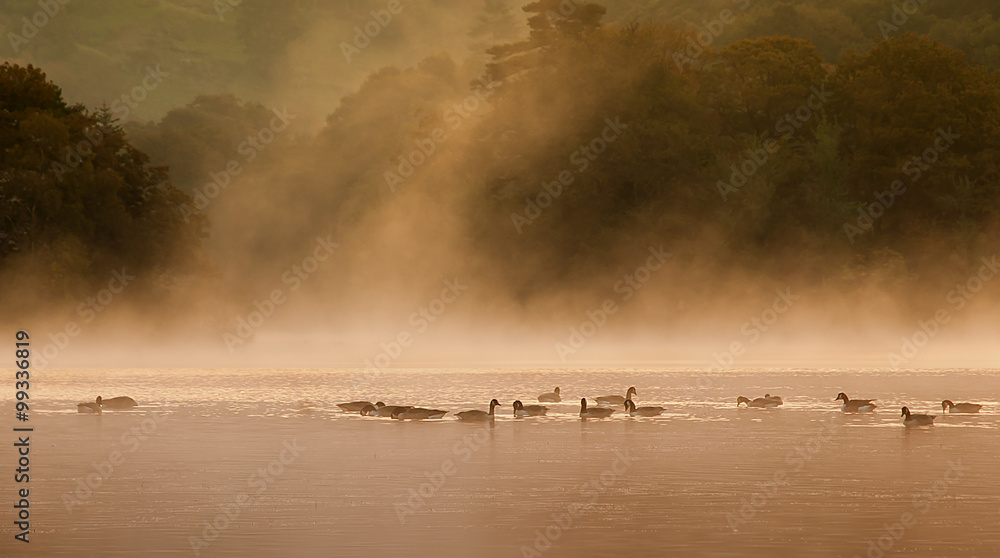 Naklejka premium Canadian Geese on Rydal Water. 