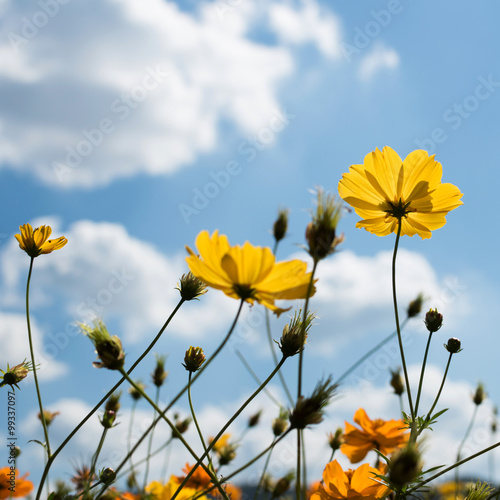 yellow cosmos