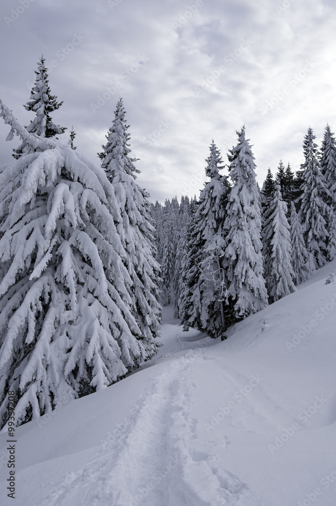 Snow Covered Trees in the Mountains. Winter Landscape. Snow Covered Trees in the Mountains. Winter Landscape.