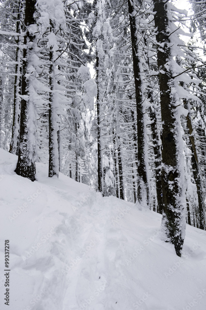 Snow Covered Trees in the Mountains. Winter Landscape. Snow Covered Trees in the Mountains. Winter Landscape.