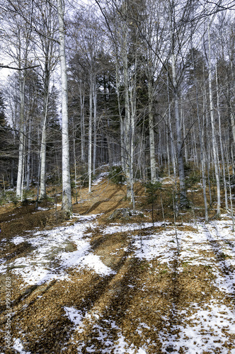 Snow Covered Trees in the Mountains. Winter Landscape.