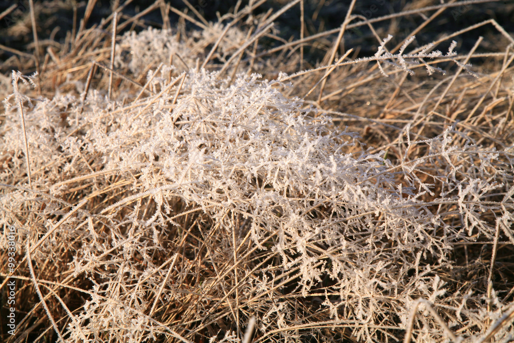 Delicate sprigs of grass with ice crystals shimmering in the sun. Winter background Delicate sprigs of grass with ice crystals shimmering in the sun. Winter background