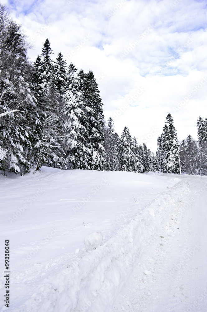 Snow Covered Trees in the Mountains. Winter Landscape. Snow Covered Trees in the Mountains. Winter Landscape.