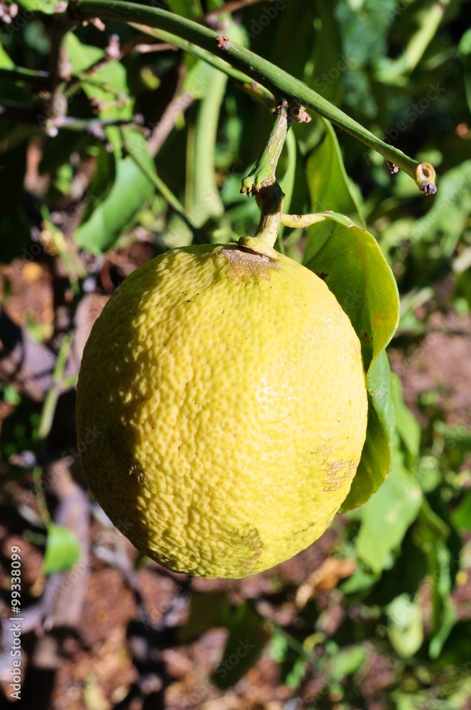 Close-up of a yellow lemon on a tree