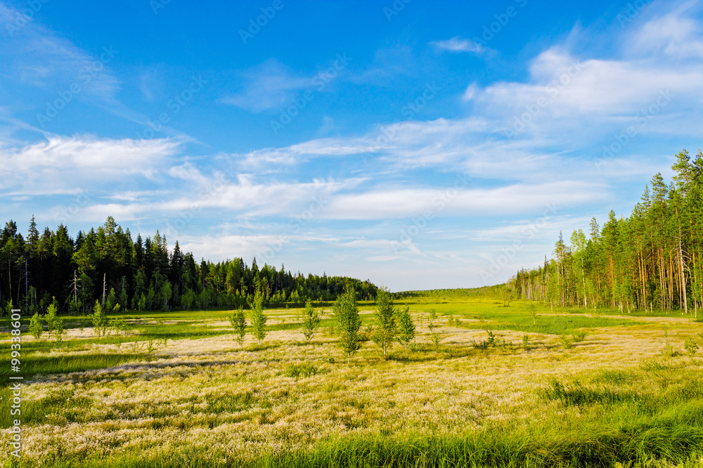 Obraz premium swamp and forest